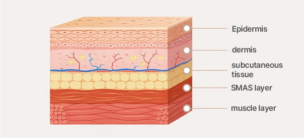 Skin layers illustration